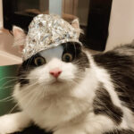 tin foil cats4 3330168691 1