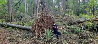 MY HUSBAND MIKE STANDING NEXT TO THE UPROOTED WALNUT TREE